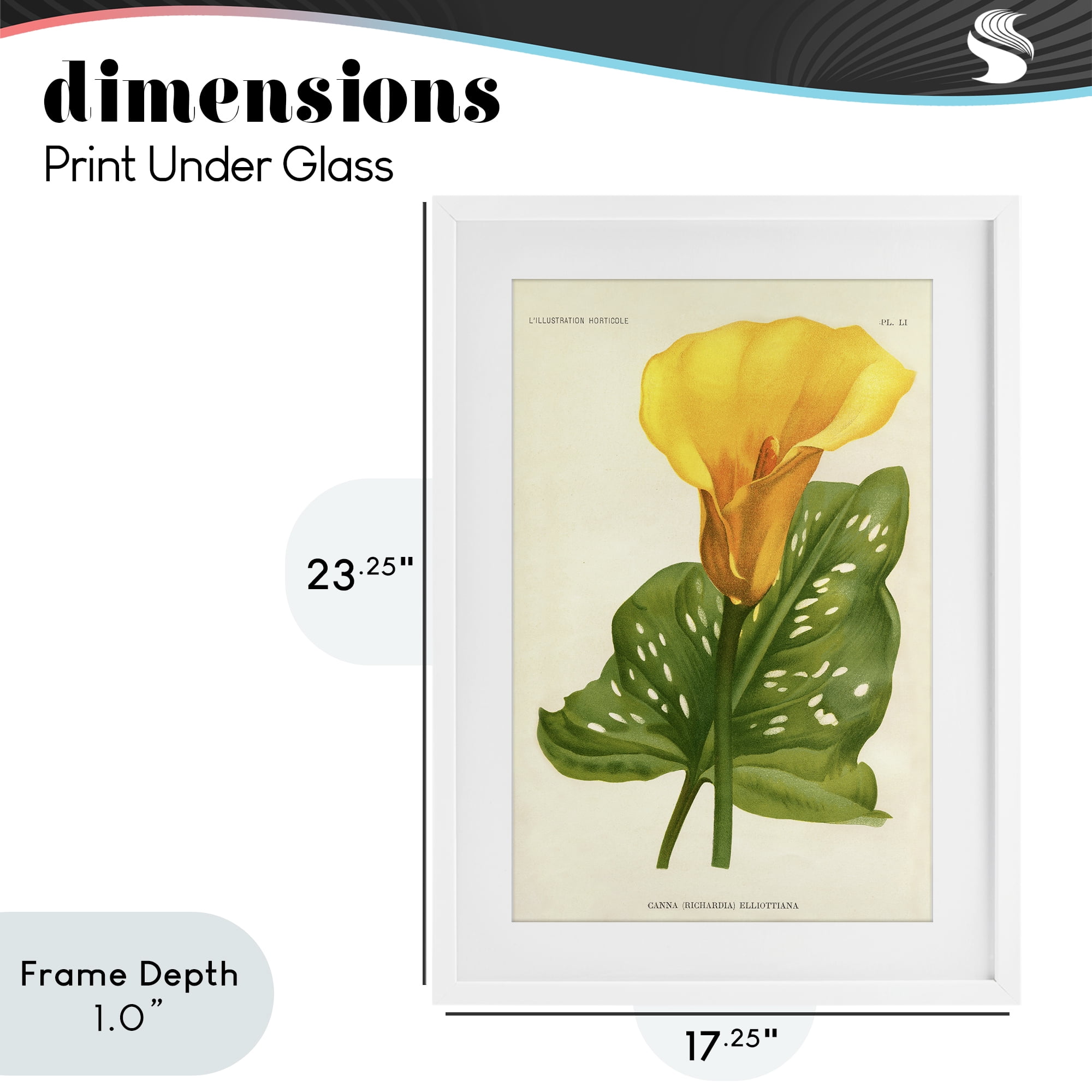 Stupell Industries Yellow Canna Lily White Framed Print Under Glass, design by Print Collection