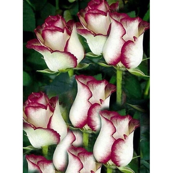 10 White Pink Rose Seeds F