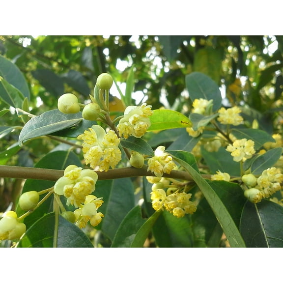 10 Rare Tropical SEEDS- Litsea monopetala -Meda- Very Rare