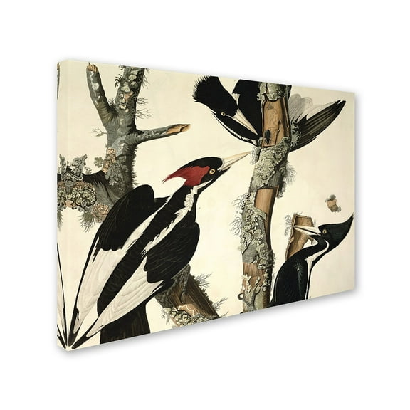 Trademark Fine Art "Ivory-Billed Woodpecker" Canvas Art by John James Audubon