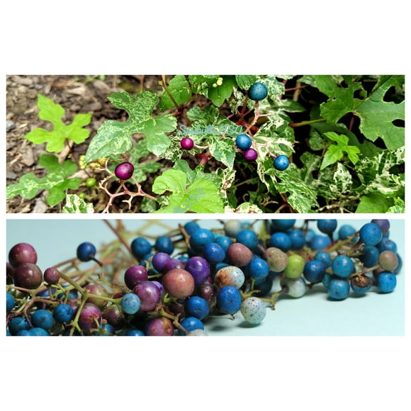 10 Variegated PORCELAIN BERRY VINE Ampelopsis Brevipedunculata Elegans Ampelopsis Glandulosa Amur Peppervine Blue Pink Purple Berries Seeds