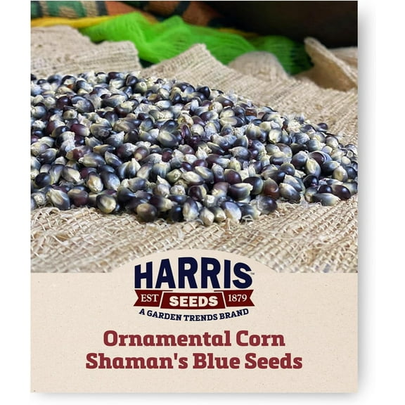 Harris Seeds - Treated Ornamental Corn Shaman's Blue Variety Glossy Kernels - 1,000 Seeds