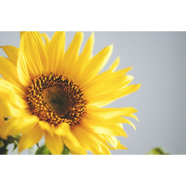 ZTE - sunflowers Midnight oil blue Sunflower 🌻