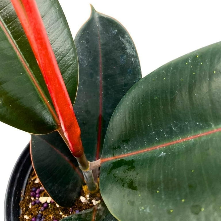 Ficus elastica Burgundy 6 inch India Rubber Tree Decora Fig Plant -  Walmart.com