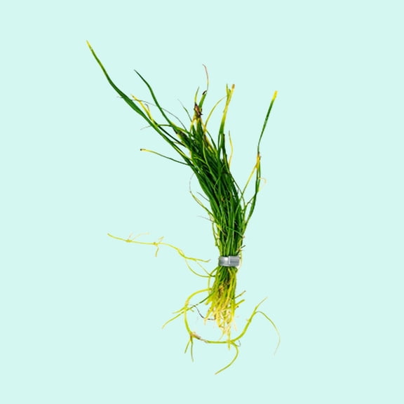 Micro Sword NarrowLeaf (Lilaeopsis Zelandiae) Size: Bunch 3-5 Stems Live Aquarium Plants BUY 2 GET 1 FREE