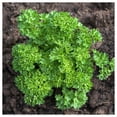 thumbnail image 5 of Everwilde Farms - 1000 Triple Curled Parsley Seeds - Gold Vault Jumbo Bulk Seed Packet, 5 of 5