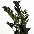 thumbnail image 3 of Super Nova Black ZZ Plant - Zamioculcas - 5" Pot - Collector's Series, 3 of 4