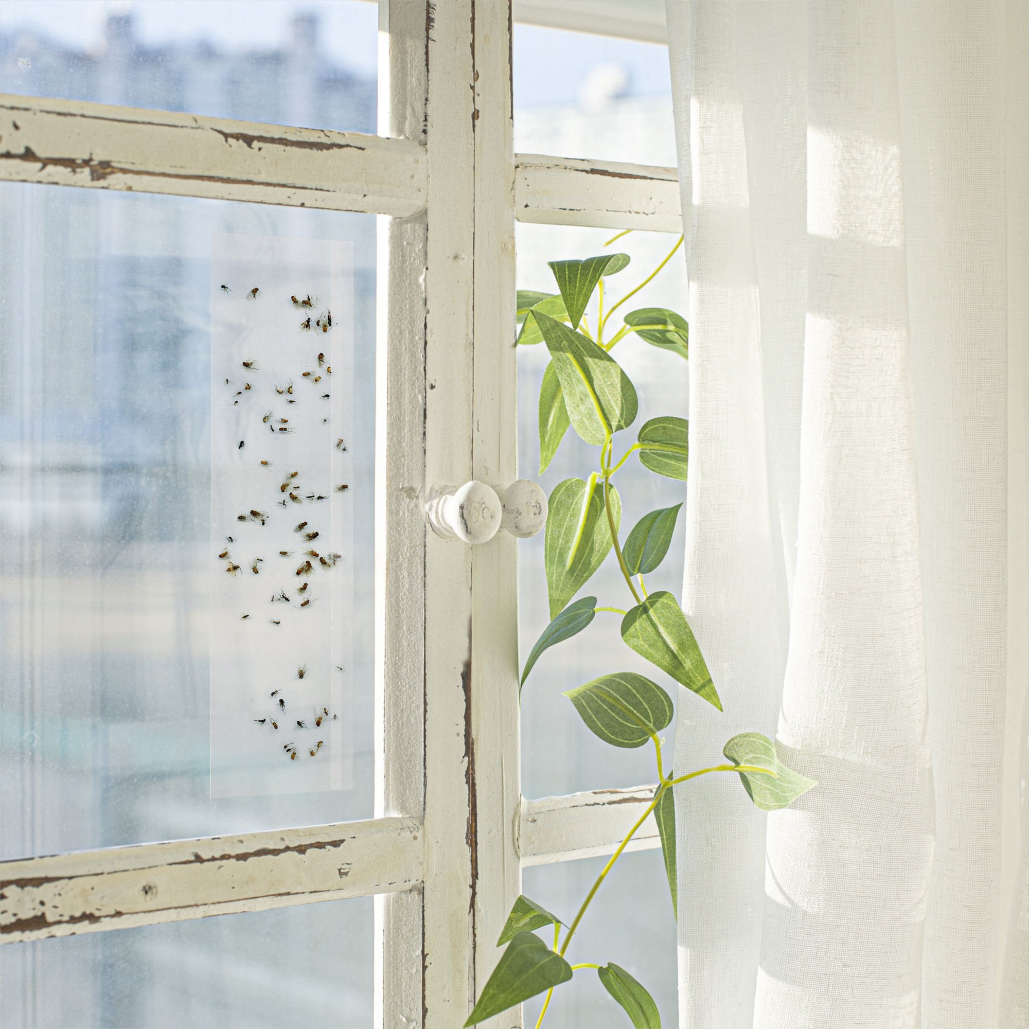BLACK + DECKER Window Fly Traps | Sticky Glue Paper Window Decals for Flies, Gnats, Moths, Mosquitoes & Other Insect Control | Pre-Baited & Odorless | 16 Pack