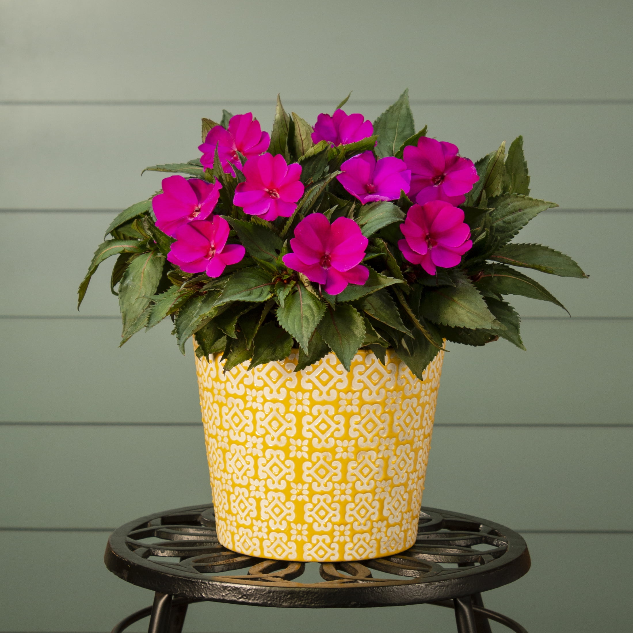 SunPatiens 2.5QT Pink Impatiens Live Annual Plant Sun 3-Pack