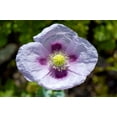 thumbnail image 5 of Seedville 500 Izmir Poppy Flower Seed, White & Purple, 5 of 10