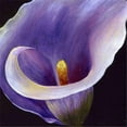 thumbnail image 1 of Vickerman F12145 Purple Calla Lilies in Acryllic Water, 1 of 6