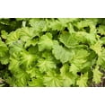 thumbnail image 3 of Seedville 100 Heuchera Firefly Coral Bells Flower Seeds, 3 of 8