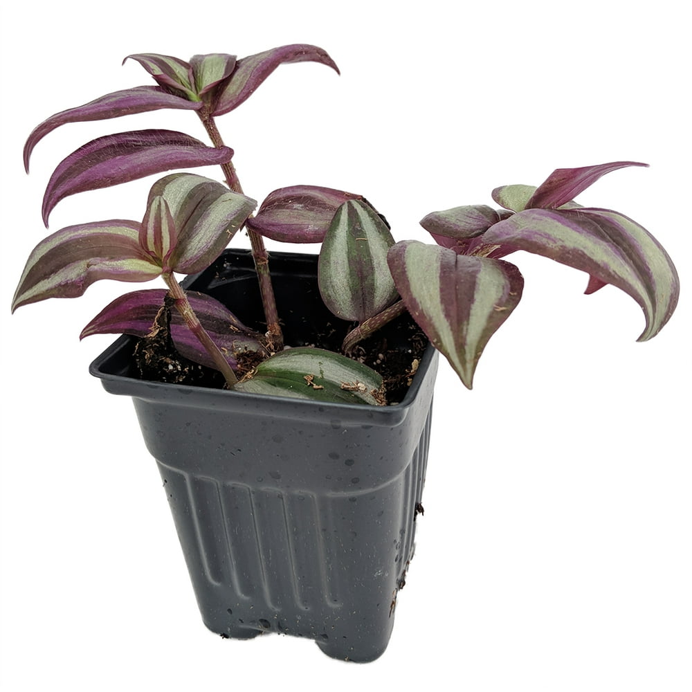 Purple Wandering Jew Easy to Grow House Plant 4" Pot