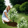 thumbnail image 4 of Yakvarog 17 Inch Spring Artificial Ferns for Outdoors with Ground Stake, Realistic Fake Ferns for Outdoor Planter, Large Fake Fern Artificial Plants Porch Patio Garden Decor, 4 of 6