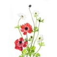 thumbnail image 2 of iPuraVida 18x24 White Modern Wood Framed Museum Art Print Titled - Spring Anemone Family, 2 of 4