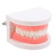 thumbnail image 5 of BRIGHTFUFU Modelo tipodonto dental para niños, herramienta de enseñanza oral para jardín de infantes, modelo de cepillado de caries, modelo de diente de plástico para uso educativo, 5 of 8