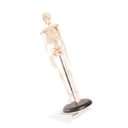 Skeleton Model，Learning Mannequin Full Body,Miniature Model, Easy to Manipulate,17 inches