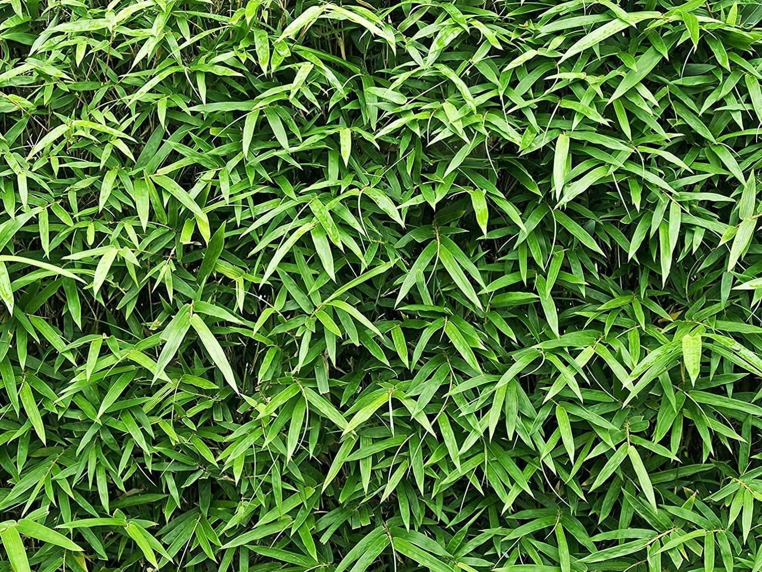 Golden Hedge Bamboo  3 Extra Large 3 Gallon Plants  Bambusa Multiplex  Clumping Non-Invasive Screening Live Bamboo
