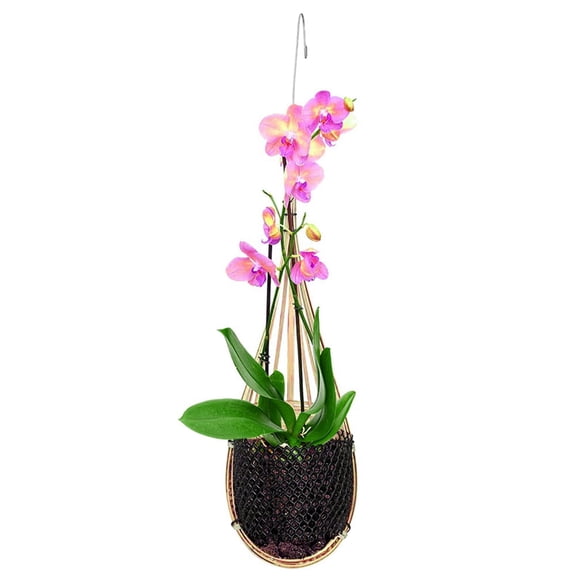 1 Pack Orchid Planter Thai Bamboo Woven 4 Inch Hanging Orchid Basket with Metal Hook Bird Nest Style Plant Hangers for Trellis or Gazebo Indoor Outdoor Flower Planter