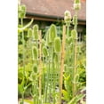 thumbnail image 6 of 75 FULLERS TEASEL Indian Teasel Dipsacus Sativus White Flower Herb Seeds, 6 of 10