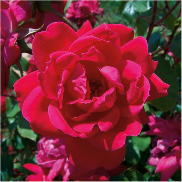 Knock Out Roses Outdoor Live Red Double Knock Out Rose Bush 1 Gal Walmart Com Walmart Com