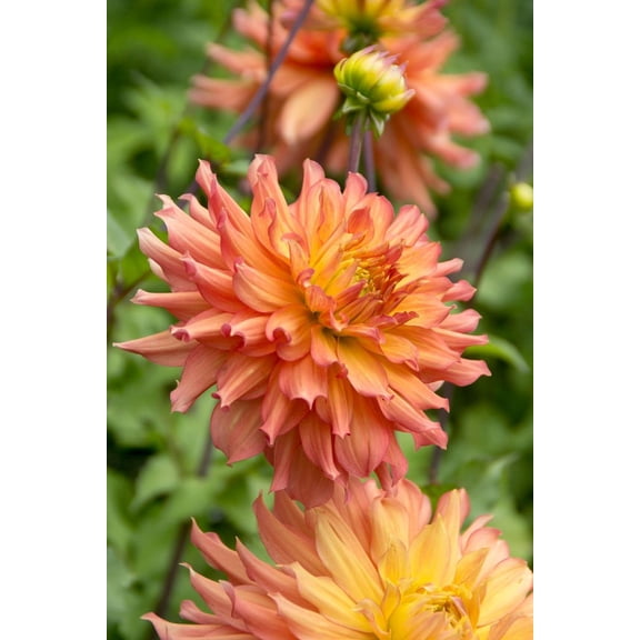 Camelot Decorative Dahlia - 1 Bulb Clump - Peachy-Pink Blooms