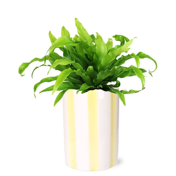 From You Flowers - Bird's Nest Fern Plant for Birthday, Anniversary, Get Well, Congratulations, Thank You, All Occasions