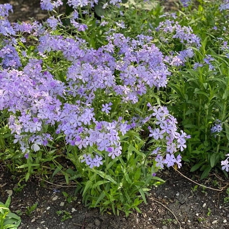 RedCrocus Blue Moon Woodland Phlox - Fragrant, Shade-Loving Perennial for Borders & Gardens 1 Gallon (Pack of 2)