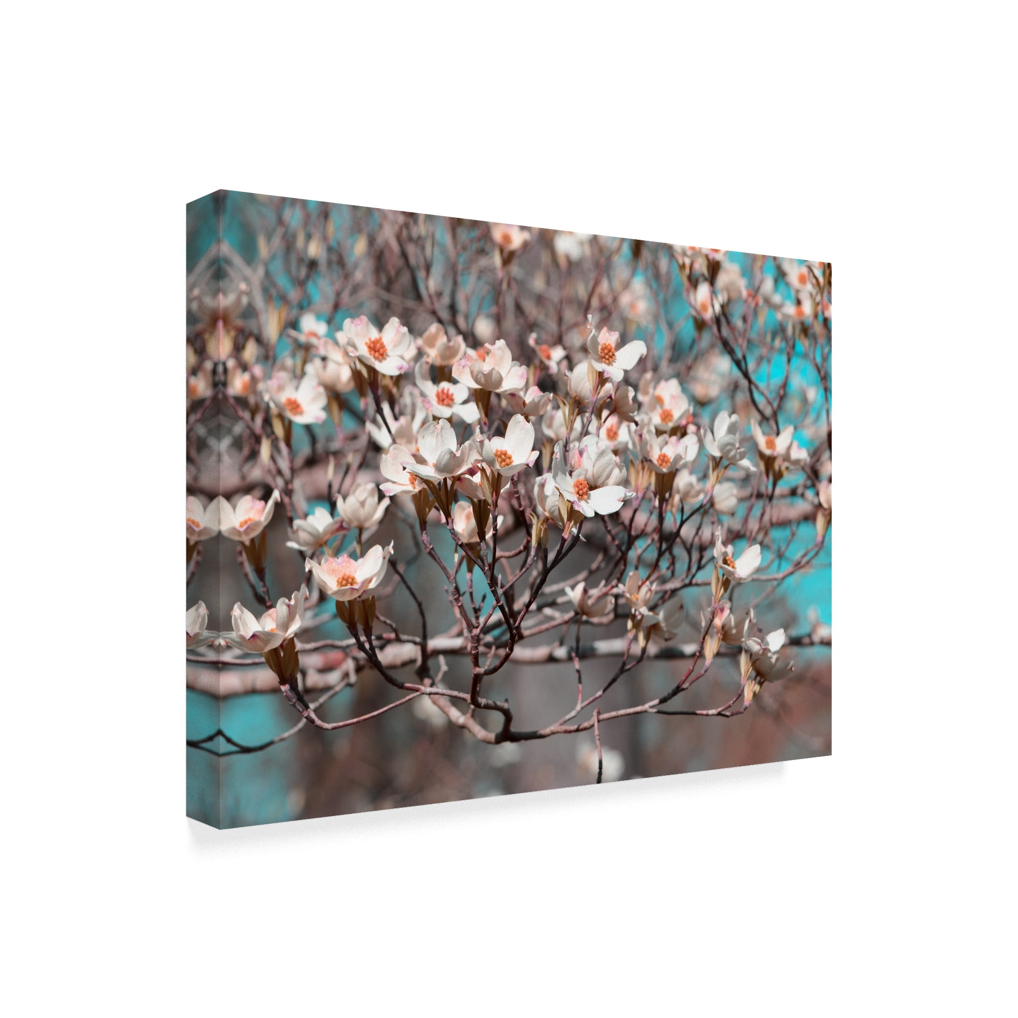 Trademark Fine Art 'Dogwood Spring II' Canvas Art by Sharon Chandler
