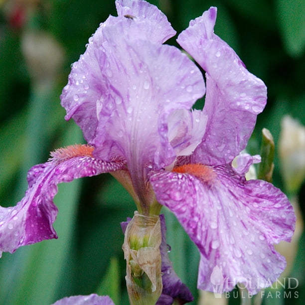 Mean Streak Bearded Iris