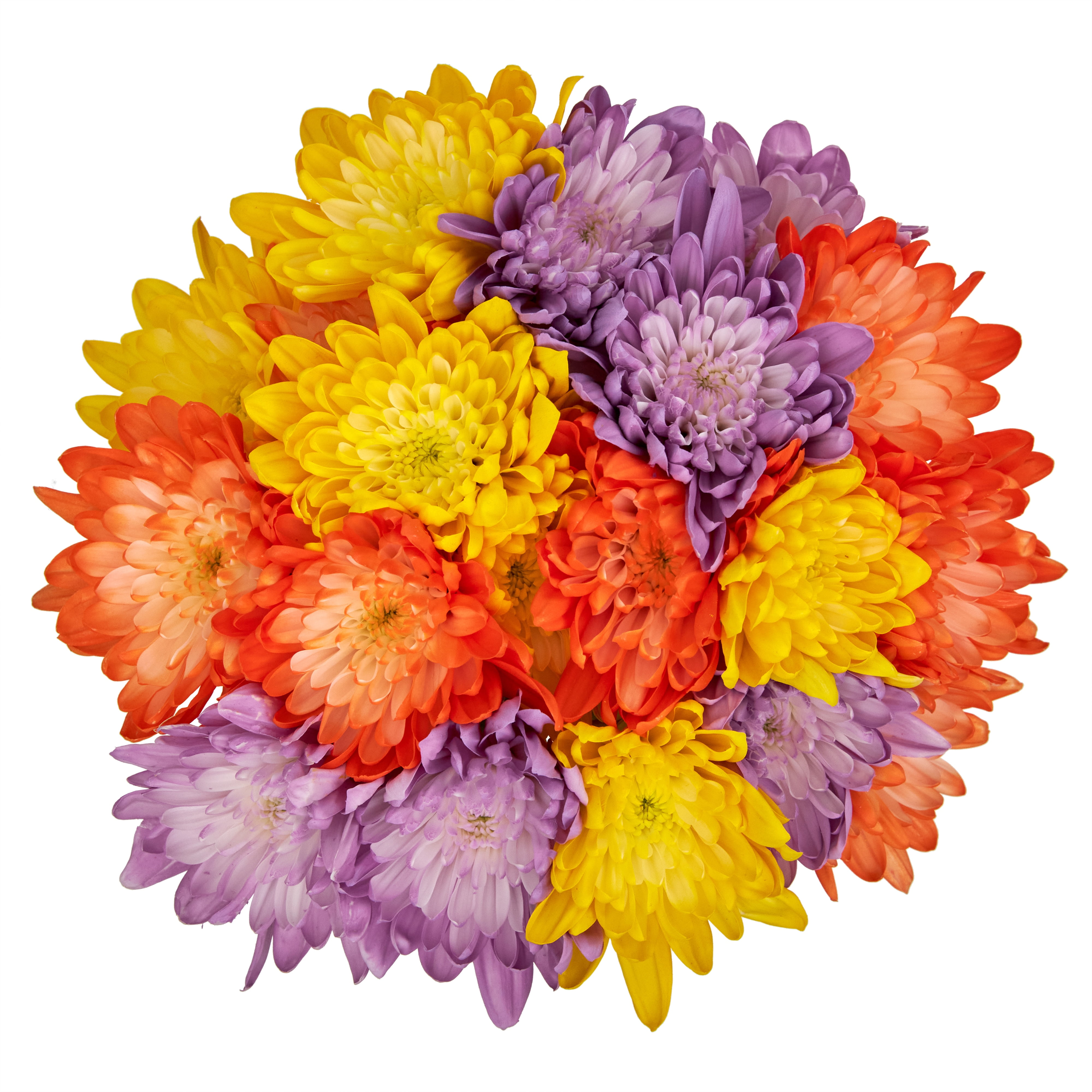 Painted Cushion Poms Flower Bunch Small, Colors May Vary