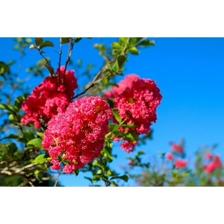 LAMINATED POSTER Lagerstroemia Indica Myrtle Flower Crepe Flowers Poster Print 11 x