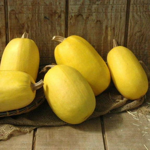 Squash Seeds - Primavera Untreated Non-GMO Variety Squash Seeds - Non-GMO - 25 Seeds