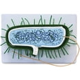 thumbnail image 1 of Walter Products B10504 Prokaryotic Bacteria Cell Model, 1 of 1