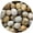 Fossil Coral, variant on Fossil Coral Tumbled Stones, Polished Natural Fossil Coral Gemstone, Fossil Coral Healing Crystals (Fossil Coral, 0.25 Pound)