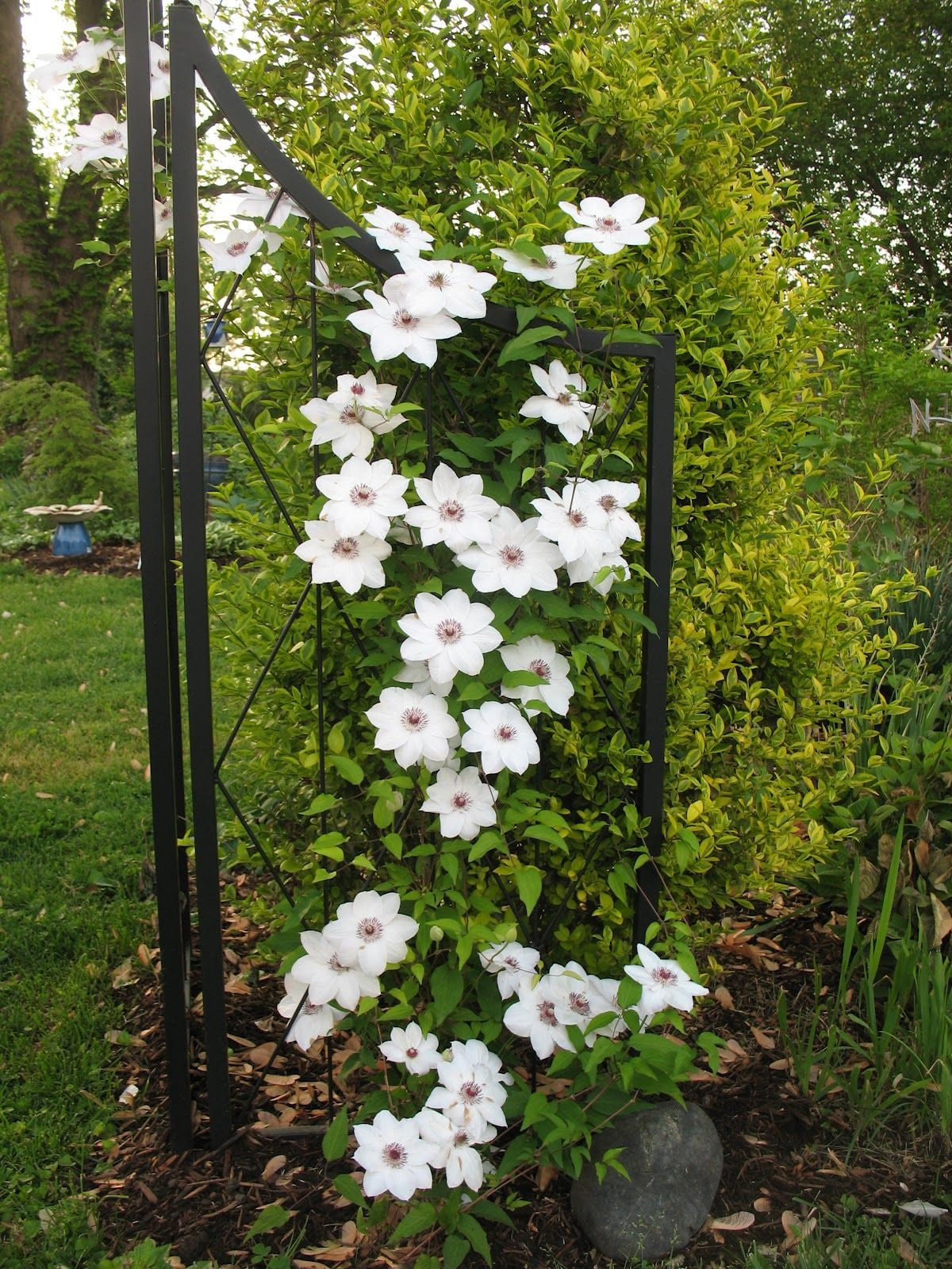 Flowers Clematis Vine Pure White Miss Bateman Live Plant Yards Outdoor 2.5" Pot 