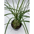 thumbnail image 5 of Florida House Plants Baby Ponytail Palms Live Plants in 4" Pot, 5 of 6