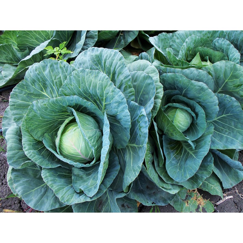 Agriculture Col Cabbage Green Leaves Cabbages20 Inch By 30 Inch Laminated Poster With Bright