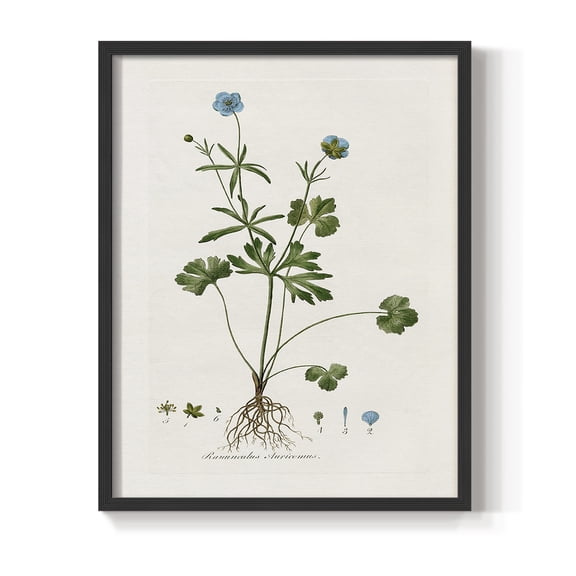 Buttercup Study Framed Print in Black Solid Wood Framed Print No Nail Hanging
