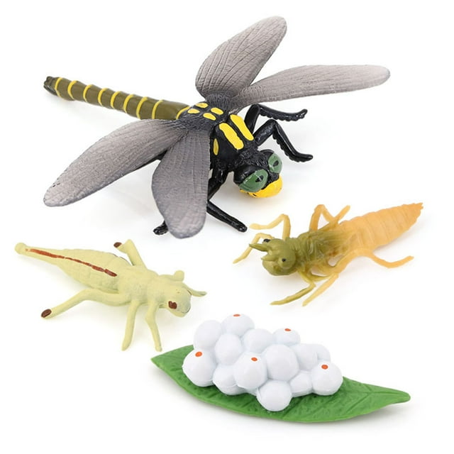 ZheElen 1 Set Life Cycle Models Household Lifecycle Model Educational Display Prop Simulation Education Props Animal Toy for Children Dragonfly