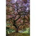thumbnail image 3 of Centioli, Mike 11x14 Black Modern Framed Museum Art Print Titled - Japanese Maple Tree, 3 of 5