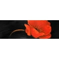 thumbnail image 2 of Atelier B Art Studio 32x13 White Modern Wood Framed Museum Art Print Titled - Red Flower, 2 of 4