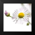 thumbnail image 2 of Durnberger, Sonja 15x15 Black Modern Framed Museum Art Print Titled - Erigeron annuus, 2 of 5