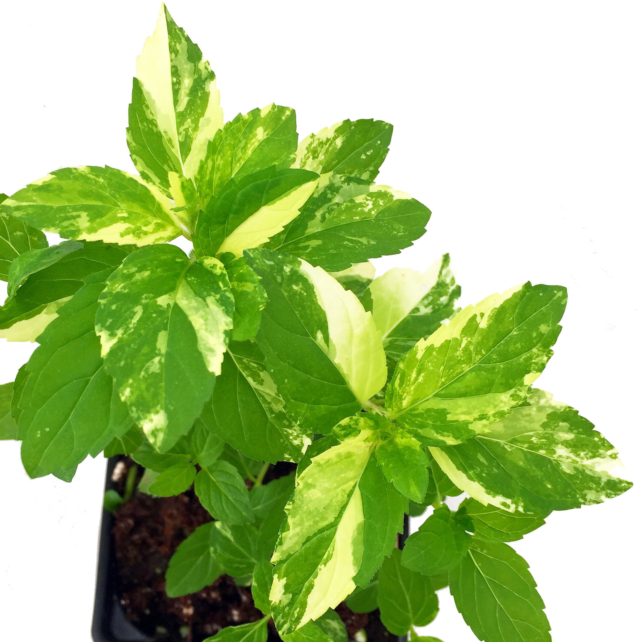 Peppermint Grow Indoors or Out Easy to Grow! 4" Pot