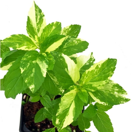 Peppermint - Grow Indoors or Out - Easy to Grow! - 4