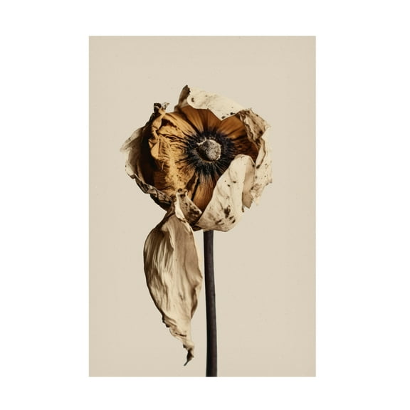 Trademark Fine Art Treechild A Short Moment Canvas Wall Art