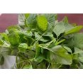 thumbnail image 1 of Shiyou-Graines d'Amarante Verte, 300 Unités, Kit de Culture de Jardin, 1 of 4