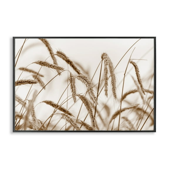 Stupell Industries Windswept Wheat Sprigs Plants & Flowers Photography Black Framed Art Print Wall Art, 18 x 12