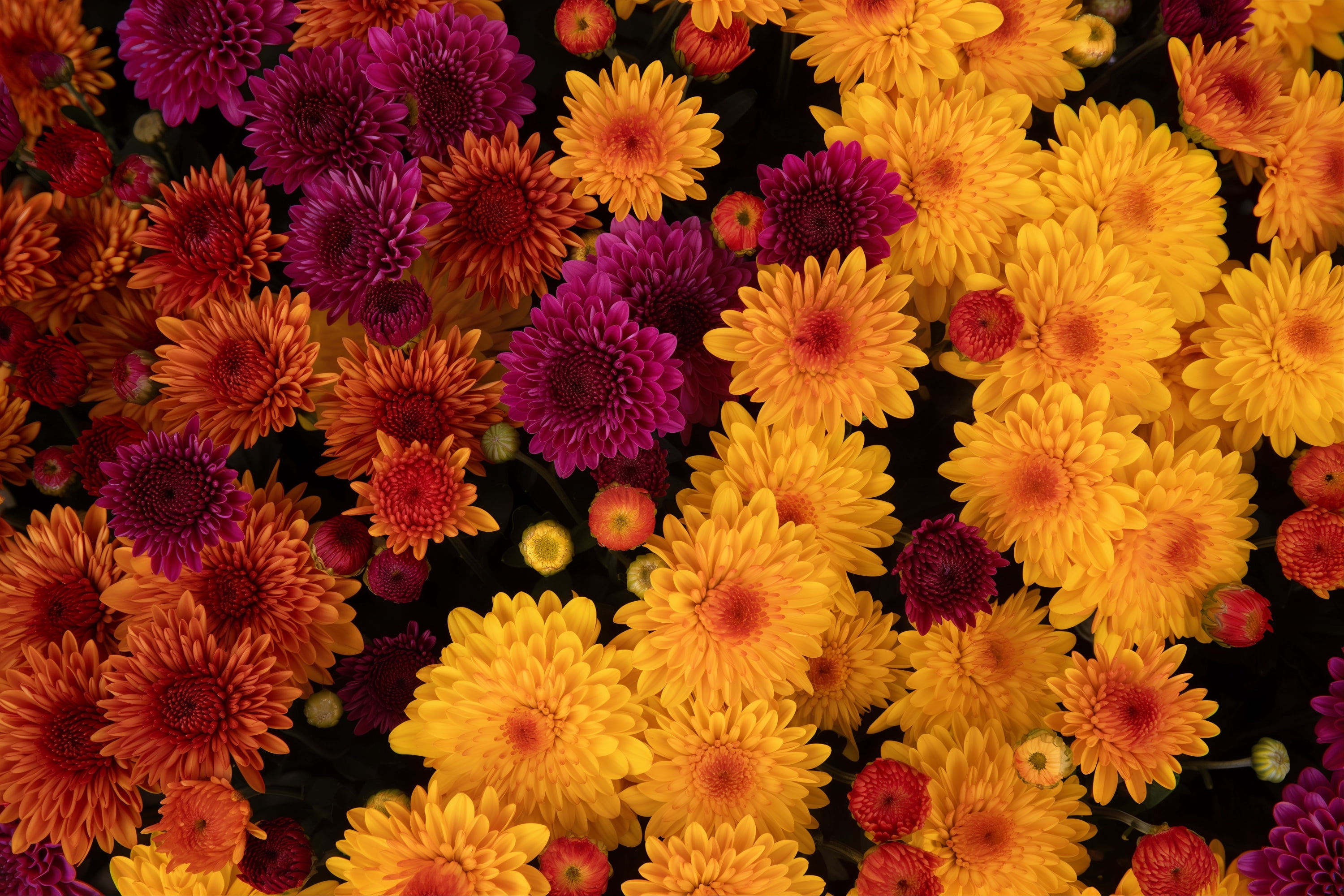 Better Homes & Gardens 1.5G Tricolor Mum Live Plant in Grower Pot