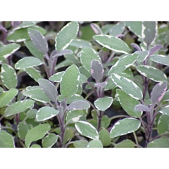 Clovers Garden Tricolor Sage Plant– Two (2) Live Plants – Not Seeds –Each 4"-7" Tall-in 3.5 Inch Pots